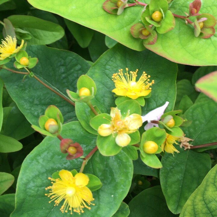 Plant image Hypericum 'Golden Beacon'
