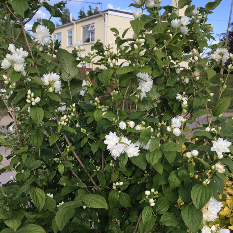 plant image 745629