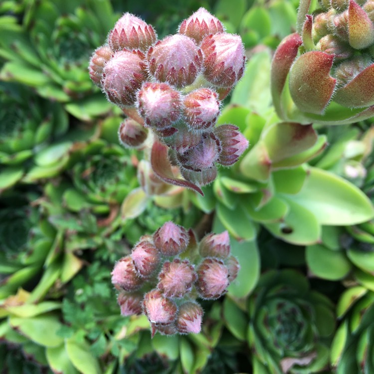 Plant image xSedeveria Green Rose