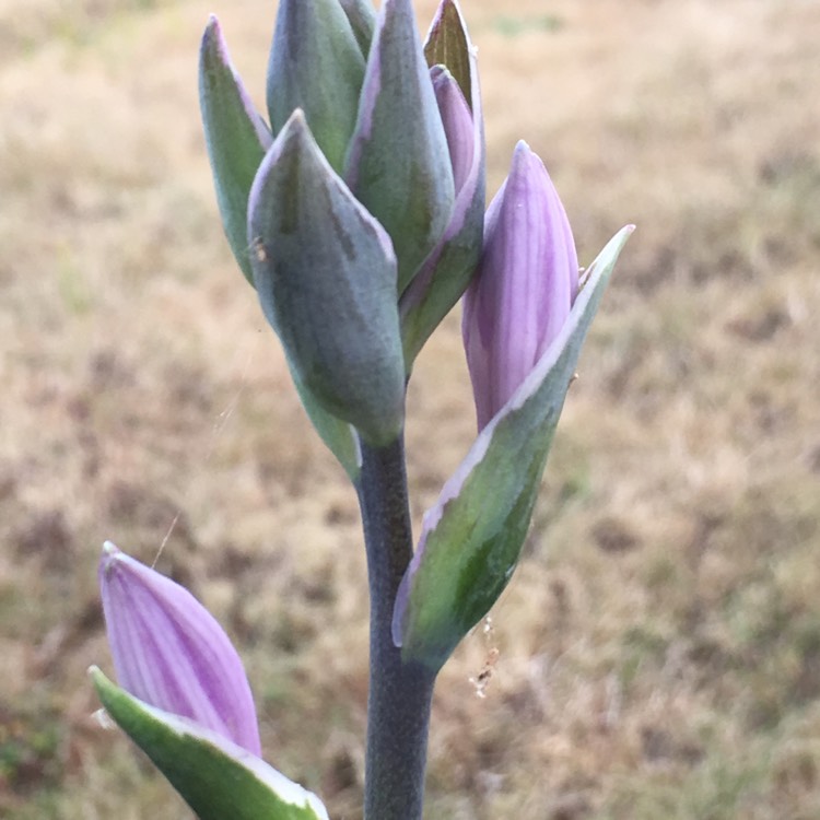 plant image 787440