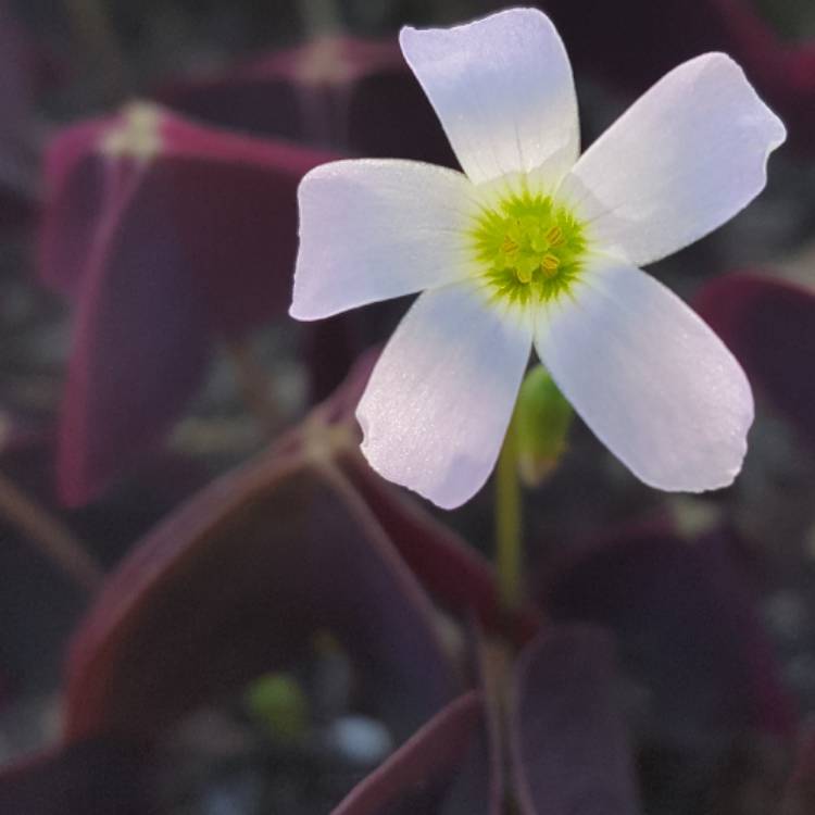 Plant image Oxalis 'Sunny'