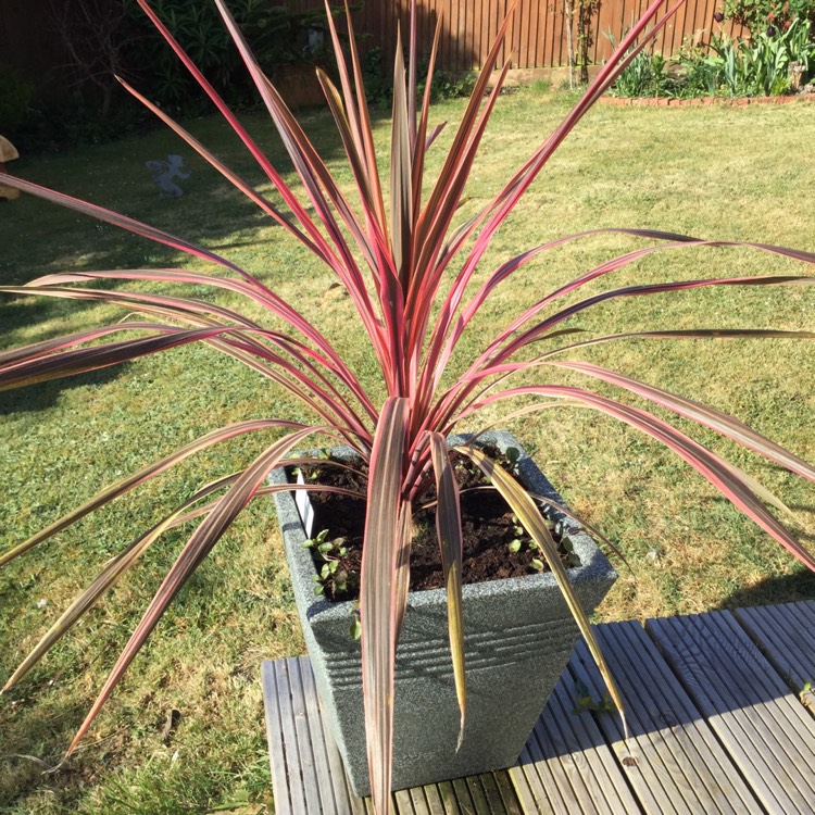 Plant image Cordyline Australis 'Southern Splendour'