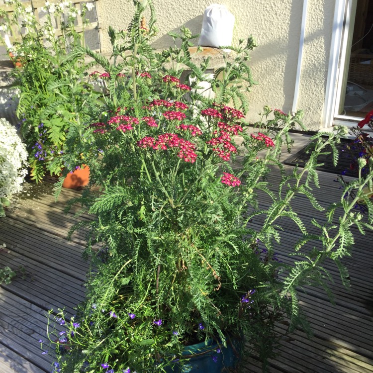 Plant image Achillea Millefolium 'Cerise Queen' syn. Achillea Millefolium 'Cherry Queen'