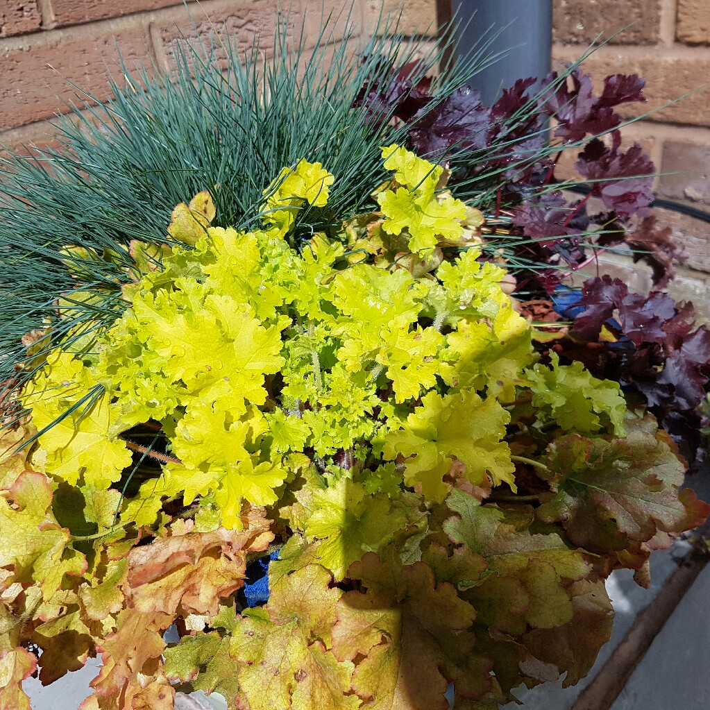 Plant image Heuchera 'Lime Rickey'