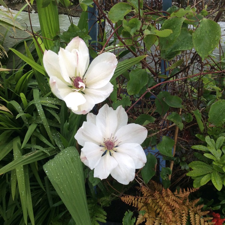 plant image 1061782