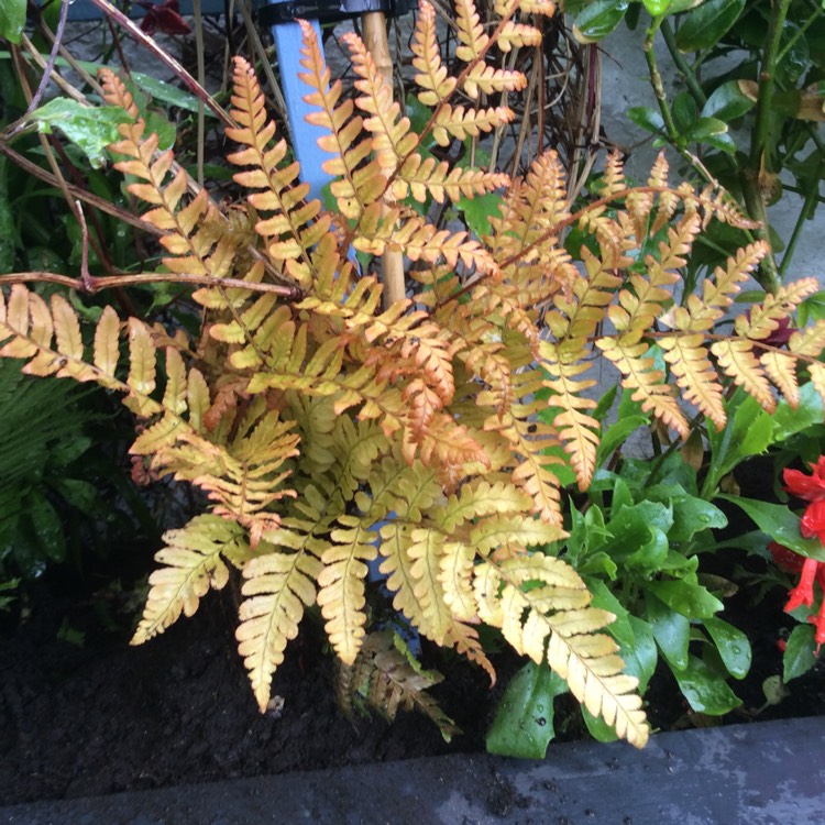 Plant image Dryopteris erythrosora 'Brilliance'