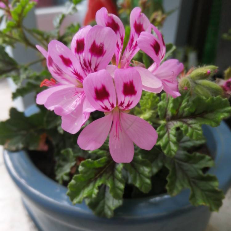 Plant image Pelargonium 'Royal Oak'