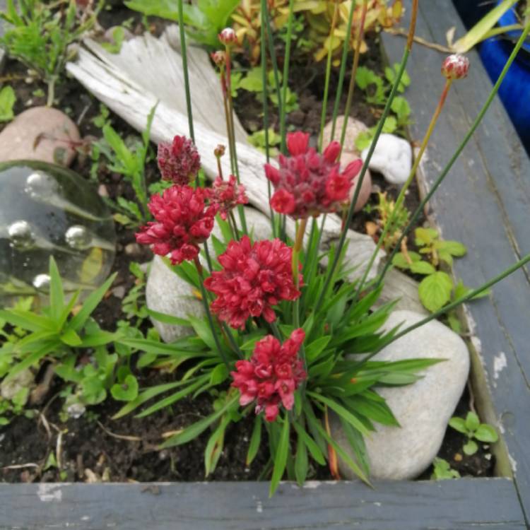 plant image 1329455 plant image 1329455