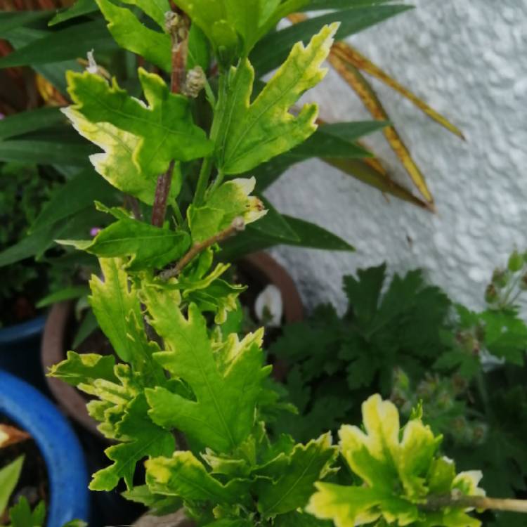 plant image 1347386 plant image 1347386