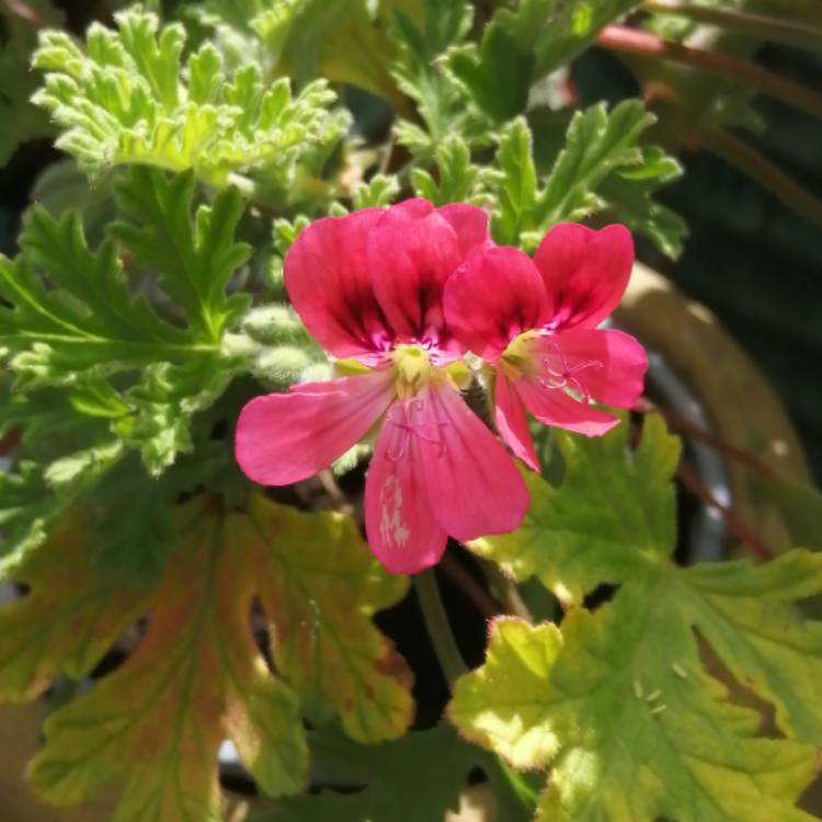 Plant image Pelargonium 'Radula Roseum'