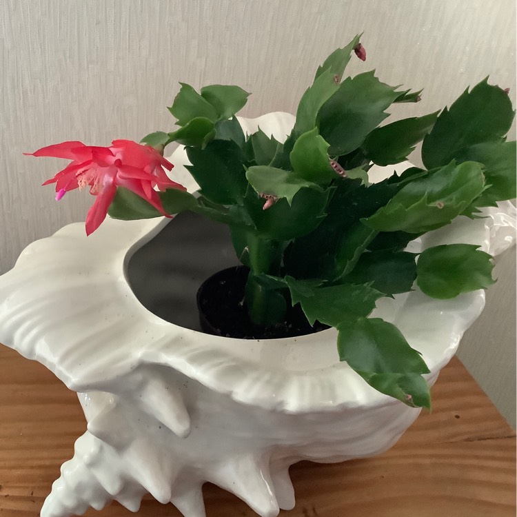 Plant image Schlumbergera