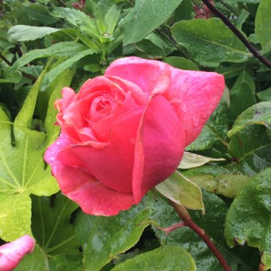 Rosa