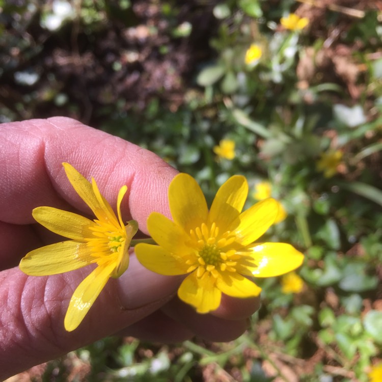 Plant image Ficaria verna