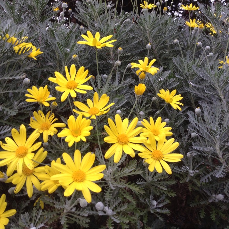 Plant image Euryops pectinatus 'Silver Star'