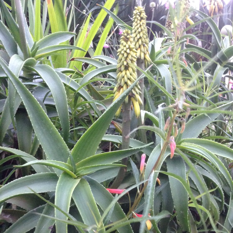 Plant image Aloe Arborescens