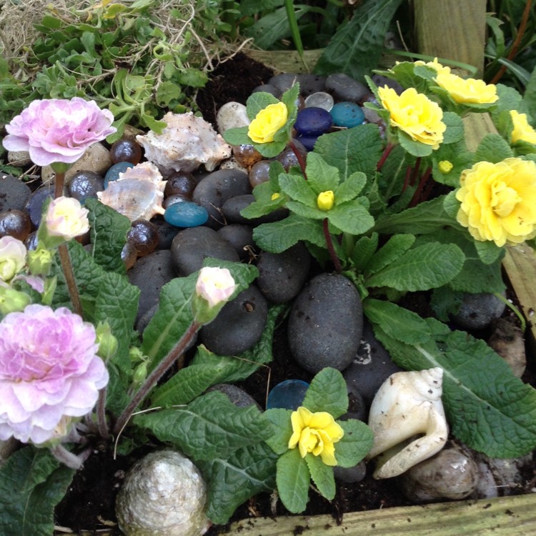 Plant image Primula belarina 'Buttercup Yellow'
