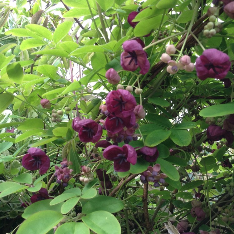Plant image Akebia quinata