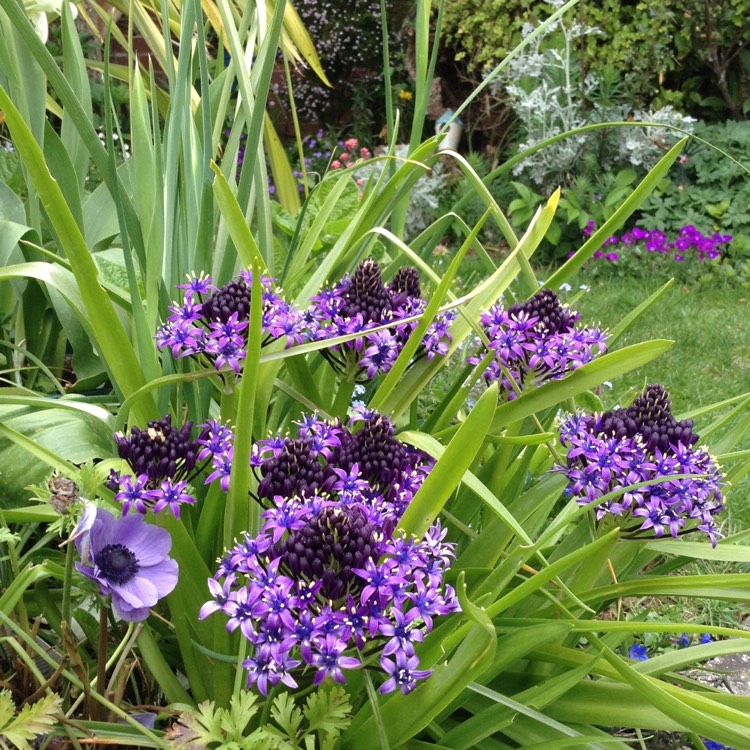 Plant image Scilla peruviana 'Blue Moon'