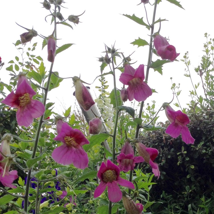 Plant image Rehmannia elata