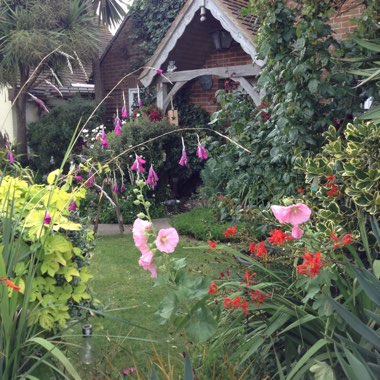 Trudi's garden