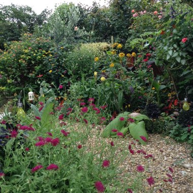 Trudi's garden