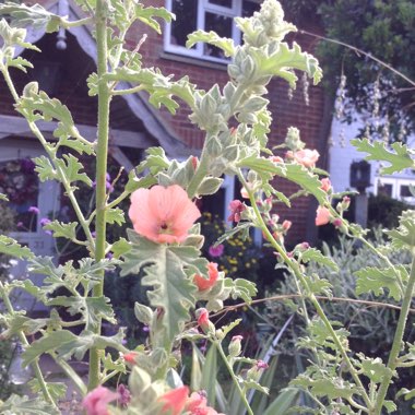 Trudi's garden