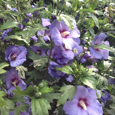 Tropical Hibiscus