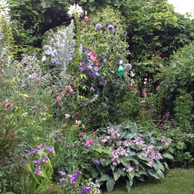 Trudi's garden