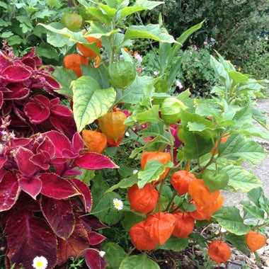 Physalis