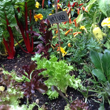 Trudi's garden