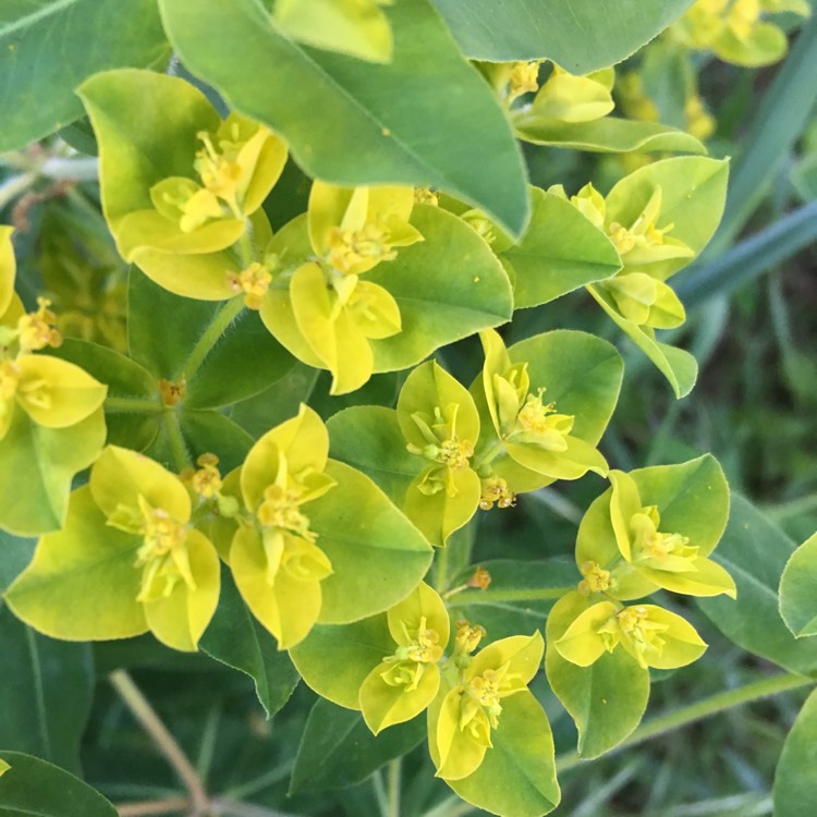 Plant image Euphorbia helioscopia