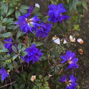 Claudia's garden