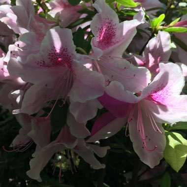 Azalea 'Cecile'