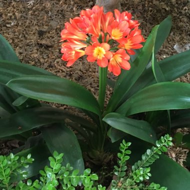 Clivia 'Belgium Hybrid Red'