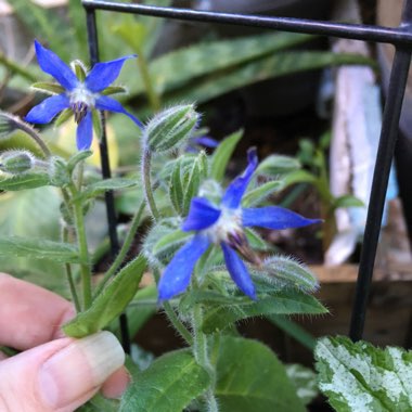 Common borage