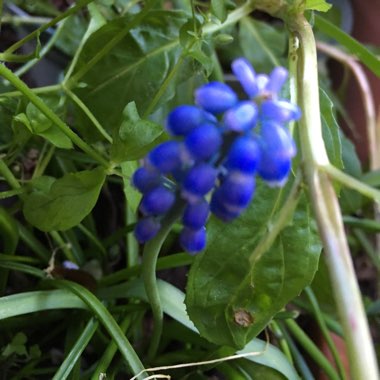 Grape Hyacinth (Species) Armenian Grape Hyacinth