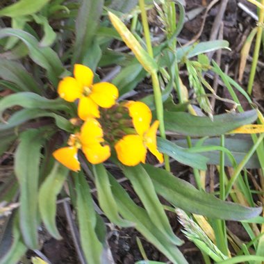 Western Wallflower