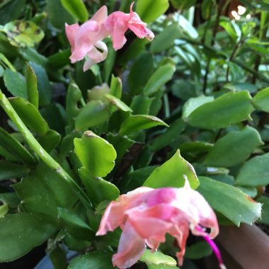 Zygocactus 'Thor-Nille'