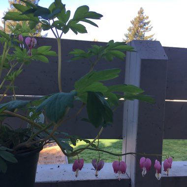 Common Bleeding Heart