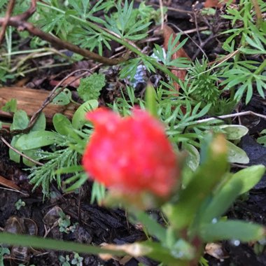 Common Ice Plant