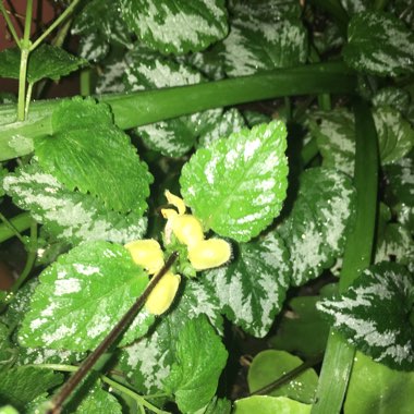 Yellow Archangel