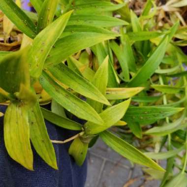 Hardy Orchid