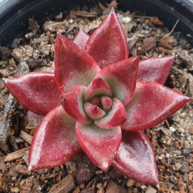 plant image 1352799