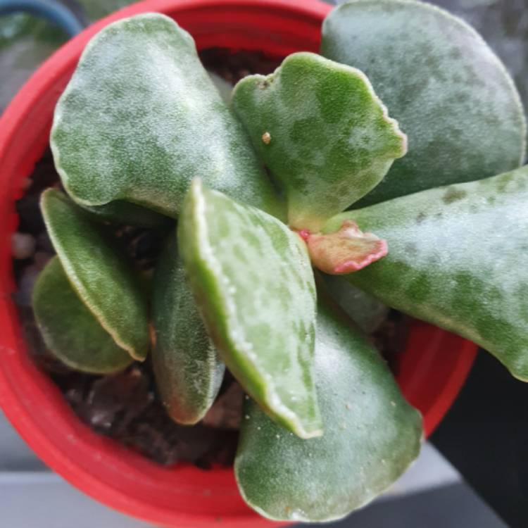 plant image 1352801