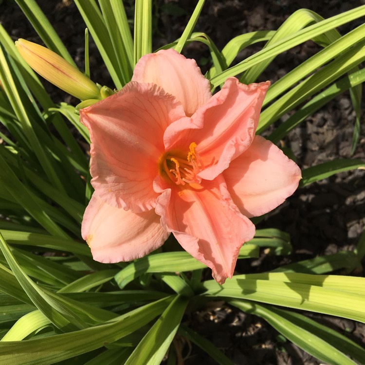 plant image 1106903