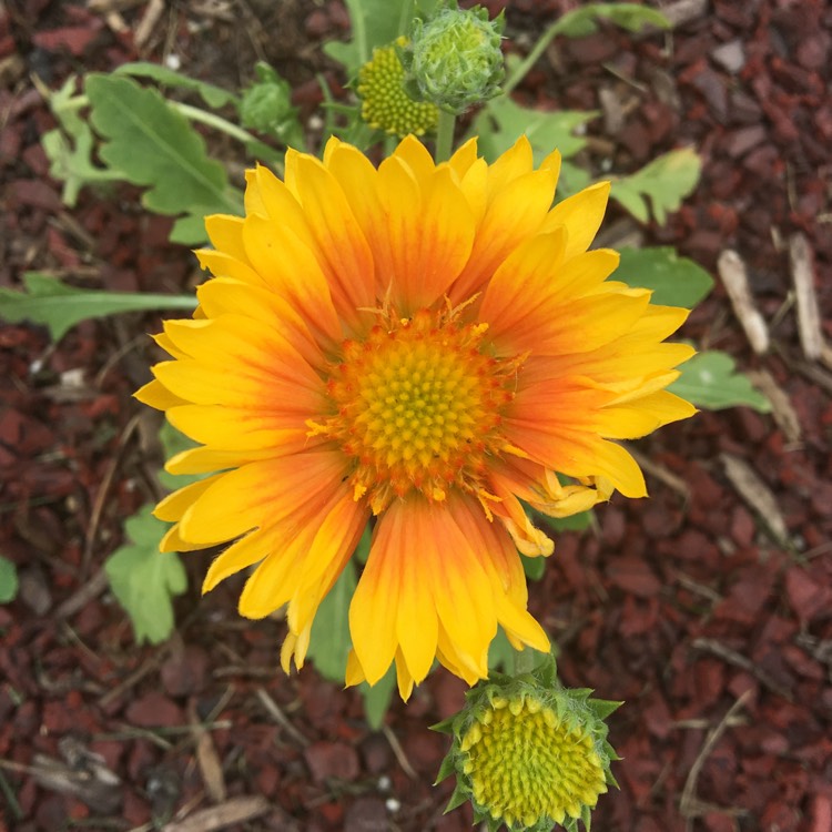 Plant image Gaillardia x grandiflora 'Arizona Apricot' syn. Gaillardia 'Arizona Apricot'