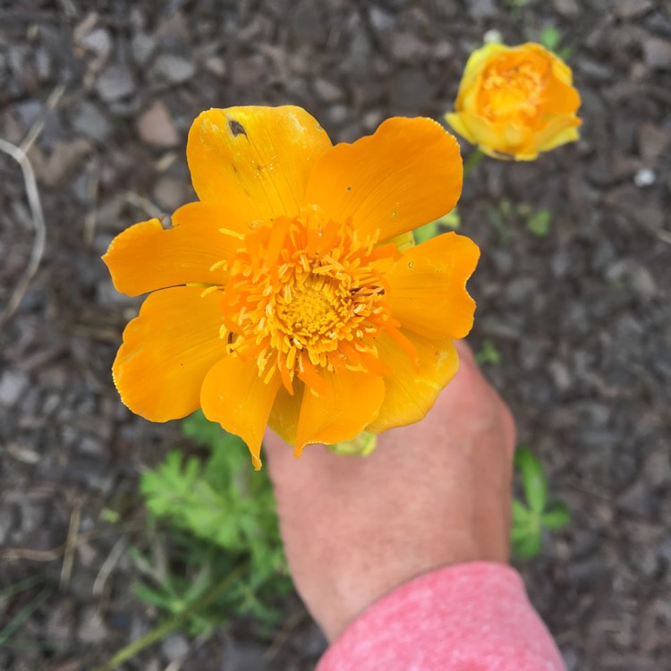 Plant image Trollius chinensis 'Golden Queen'