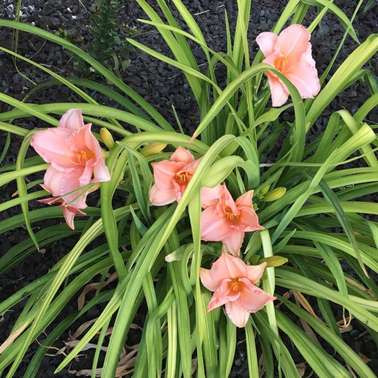 plant image 1117649