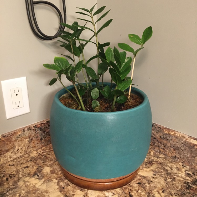plant image 1217871