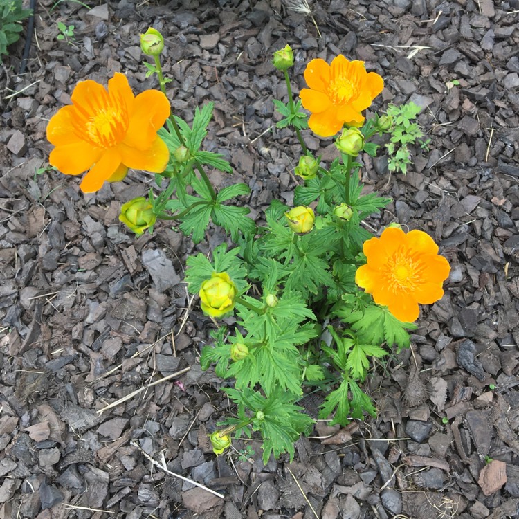 plant image 1348369 plant image 1348369